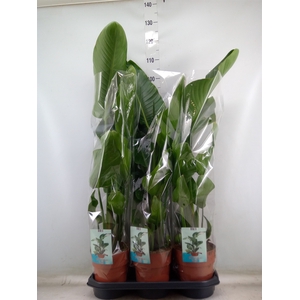 Strelitzia nicolai