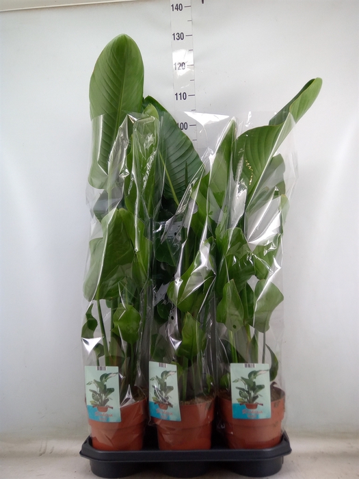 <h4>Strelitzia nicolai</h4>