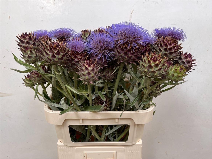 <h4>Cynara Cardunculus</h4>