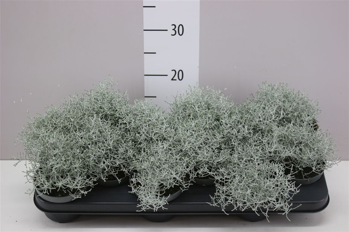 <h4>Calocephalus</h4>