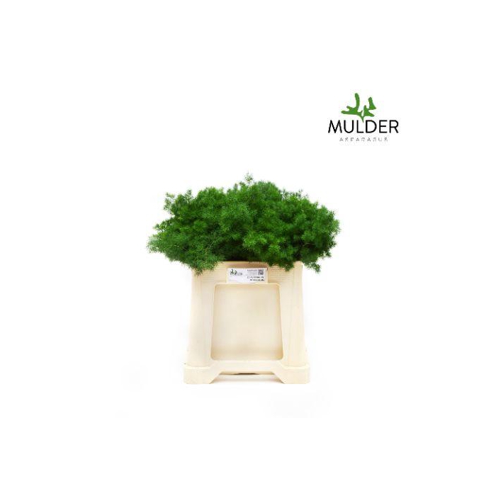 <h4>ASP UMBELLATUS</h4>