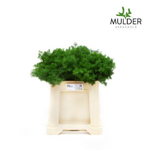 <h4>ASP UMBELLATUS 50CM .</h4>