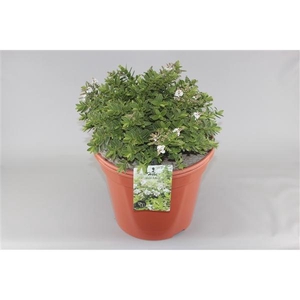 Hebe 'Wiri Mist' C10