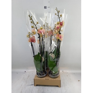 Phalaenopsis   ...