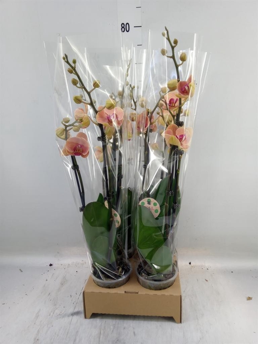 <h4>Phalaenopsis   ...</h4>