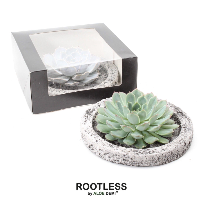 <h4>ROOTLESS Echeveria, Koala bowl - black box</h4>
