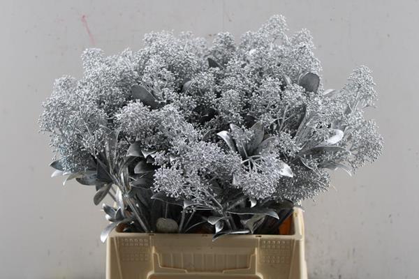 <h4>Skimmia Klb Zilver</h4>