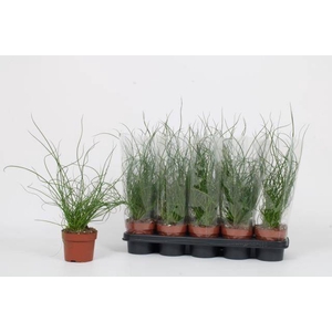 JUNCUS EF LIEBESLOCK
