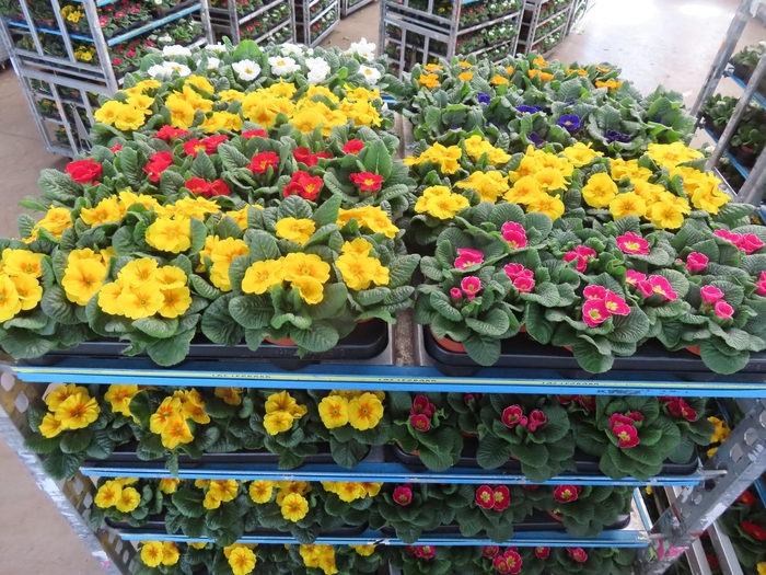 <h4>PRIM AC MIXK</h4>