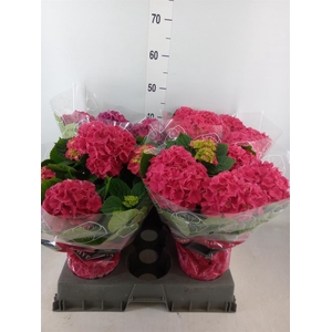 Hydrangea mac. 'Grumpy'