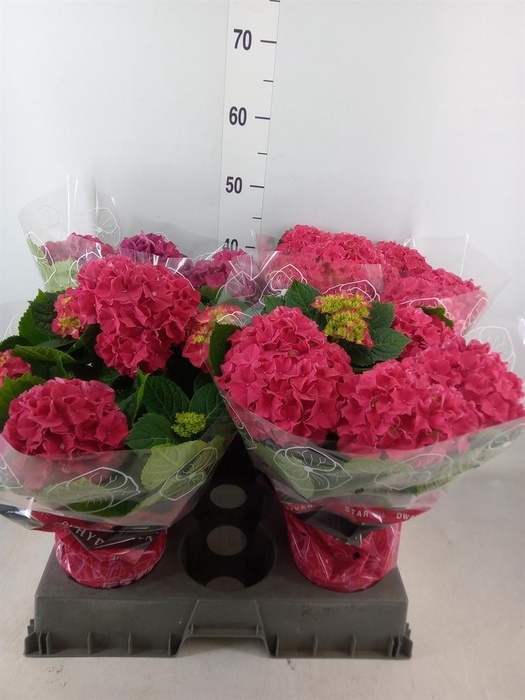 <h4>Hydrangea mac. 'Grumpy'</h4>