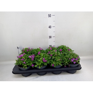 Aubrieta  'Axcent Lilac'