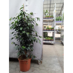 Ficus benja. 'Danielle'
