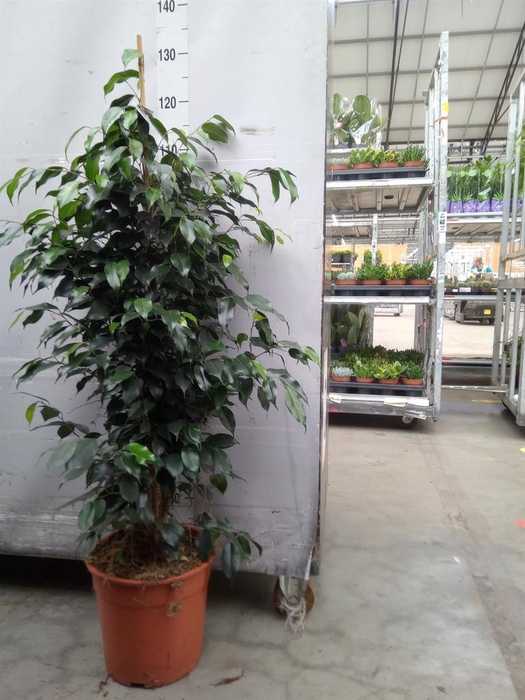 <h4>Ficus benja. 'Danielle'</h4>