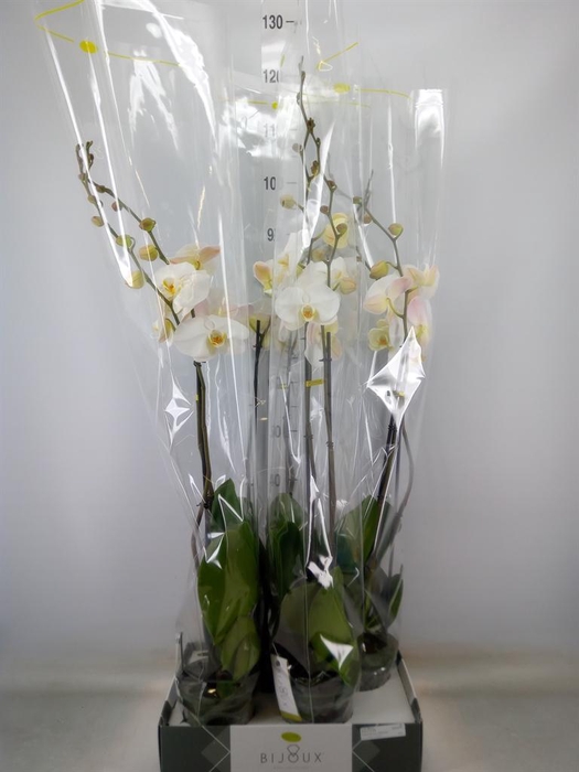 <h4>Phalaenopsis   ...white</h4>