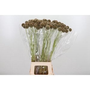 Scabiosa Stell Zaaddoos