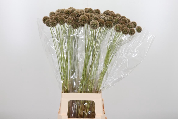 <h4>Scabiosa Stell Zaaddoos</h4>