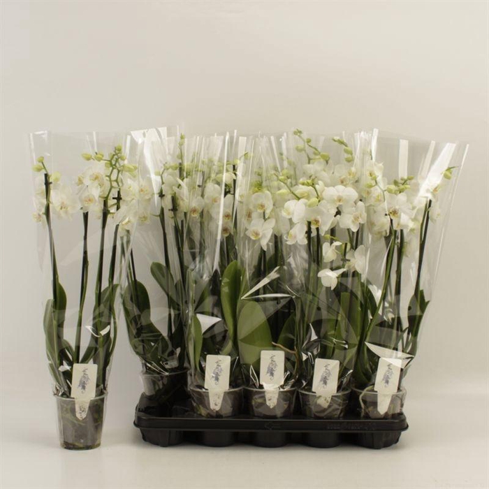 <h4>PHAL OV WIT</h4>