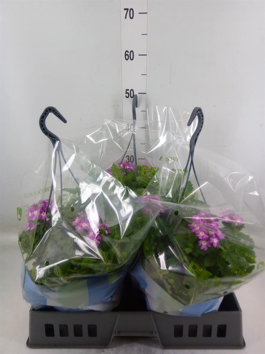 <h4>Verbena   ...</h4>