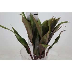 FOLHAGEM CORDYLINE PINK DIAMOND