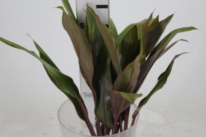 <h4>FOLHAGEM CORDYLINE PINK DIAMOND</h4>