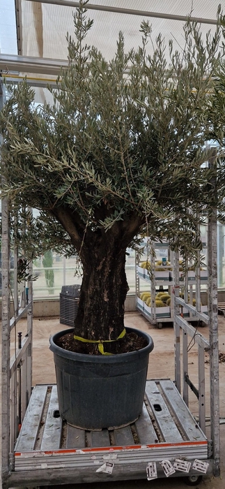 OLEA EUROPAEA