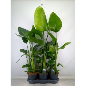Strelitzia nicolai