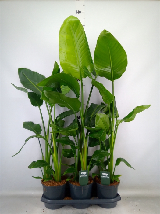 <h4>Strelitzia nicolai</h4>