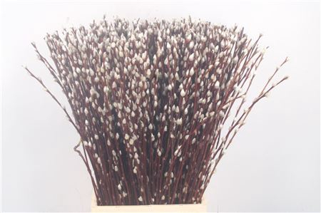 <h4>Salix Ca Snow Flake</h4>
