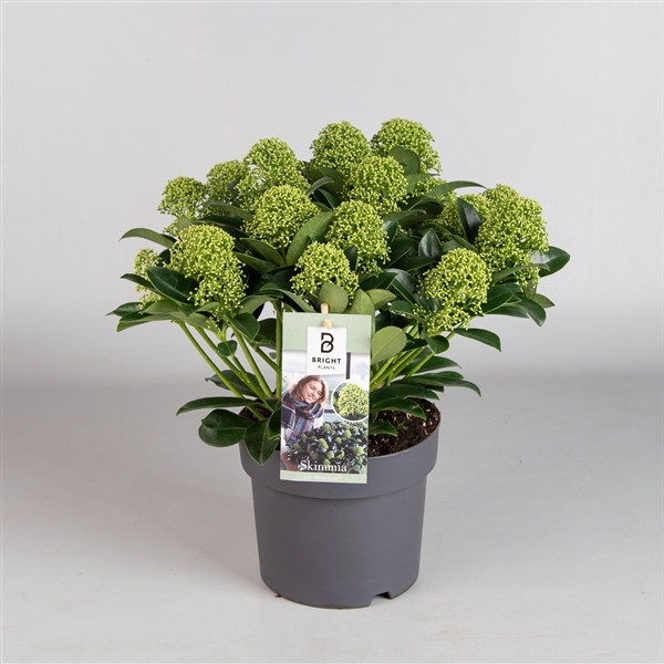 <h4>Skimmia White Globe 7-9</h4>