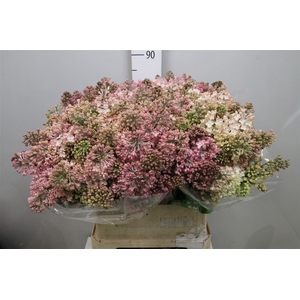 Syr Hy Maidens Blush 4+