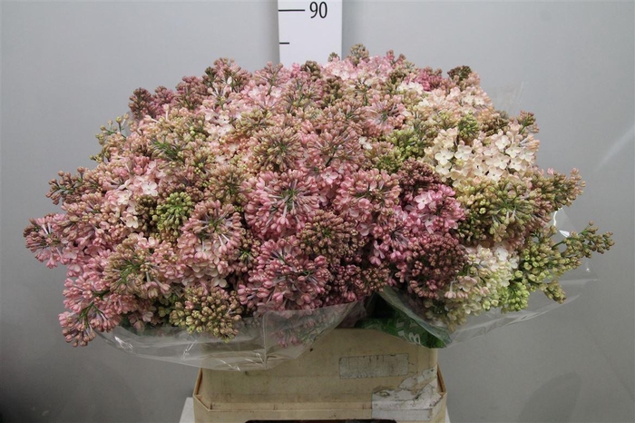 <h4>Syr Hy Maidens Blush 4+</h4>