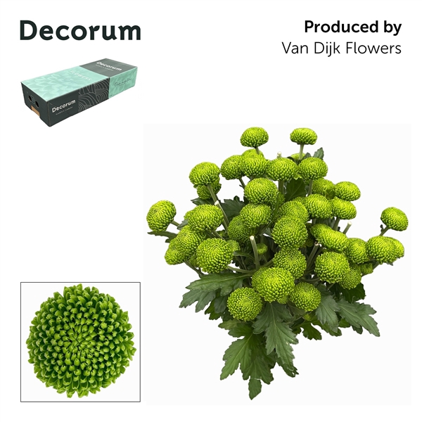 <h4>CHR T DELIGREEN DECORUM</h4>