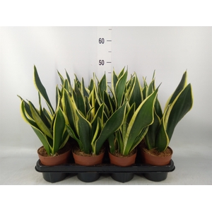 Sansevieria trifa.   ...