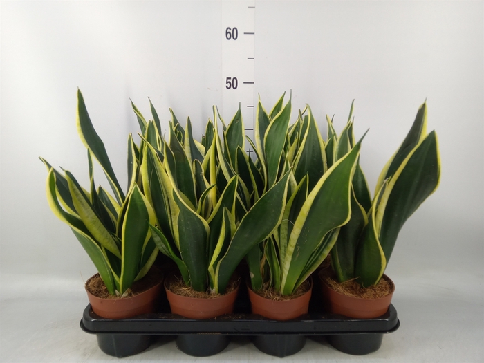 <h4>Sansevieria trifa.   ...</h4>