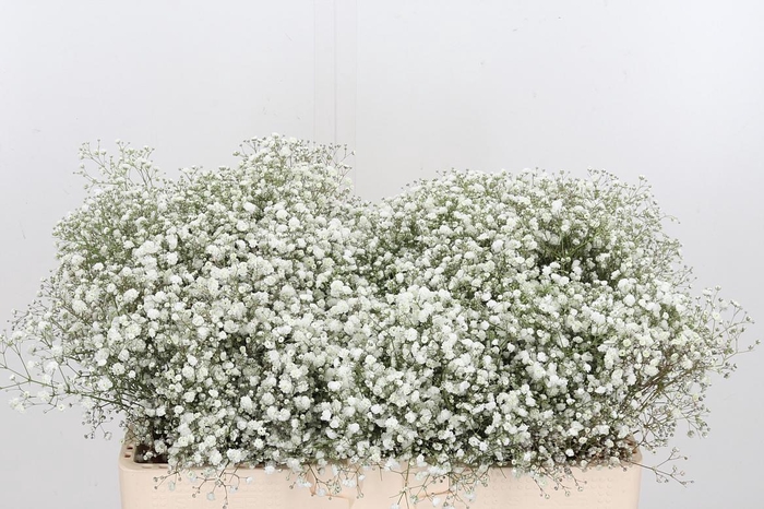 <h4>Gyps Pa Xlence</h4>