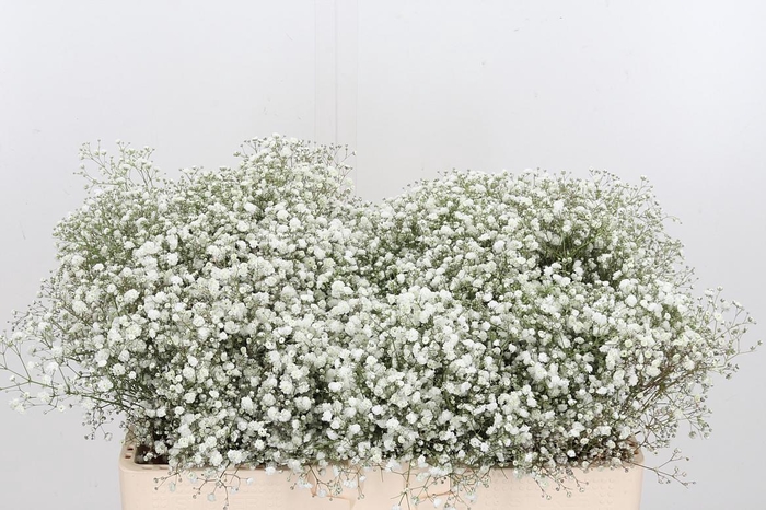 <h4>Gyps Pa Xlence</h4>