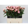 Paeonia Sarah Bernhardt