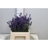 Lavandula Angust Bos