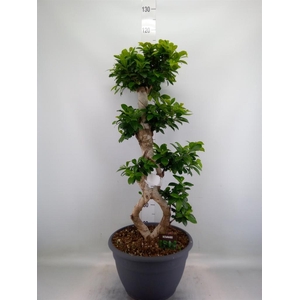 Ficus microcarpa 'Ginseng'