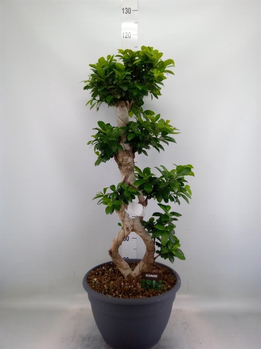 <h4>Ficus microcarpa 'Ginseng'</h4>