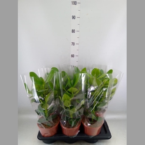 Clusia rosea 'Princess'