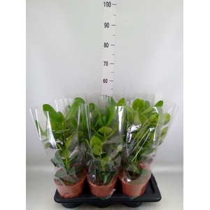 Clusia rosea 'Princess'