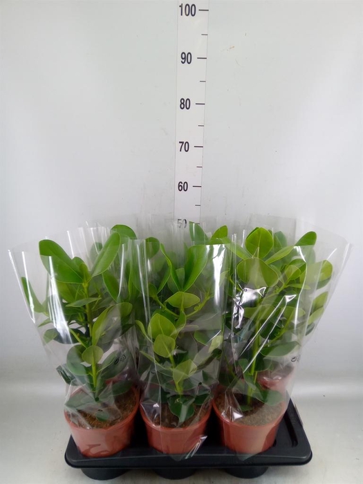 <h4>Clusia rosea 'Princess'</h4>