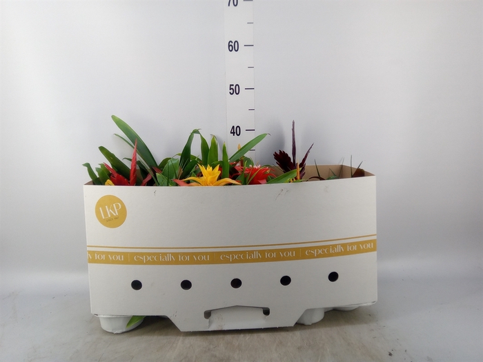 <h4>Bromelia   ...mix</h4>