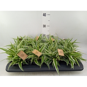 Chlorophytum com. 'Ocean'