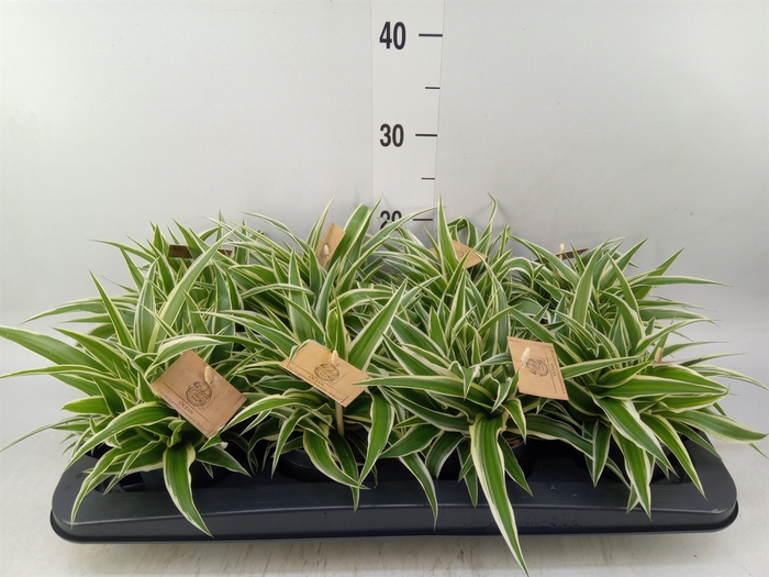 <h4>Chlorophytum com. 'Ocean'</h4>