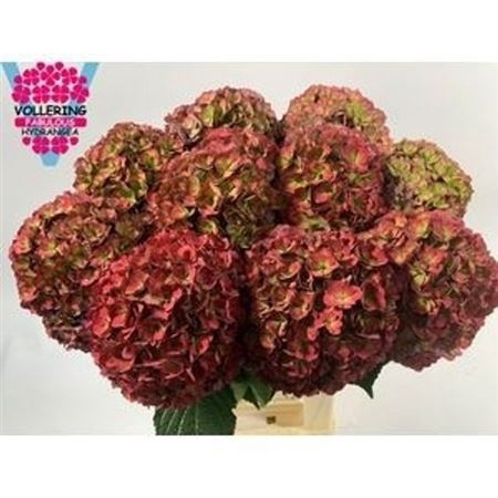<h4>Hydr M Royal Anastasia Cl</h4>