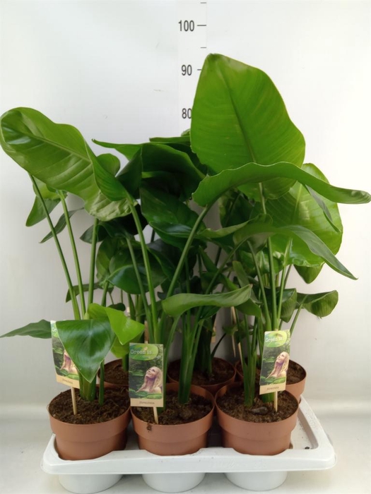 <h4>Strelitzia nicolai</h4>