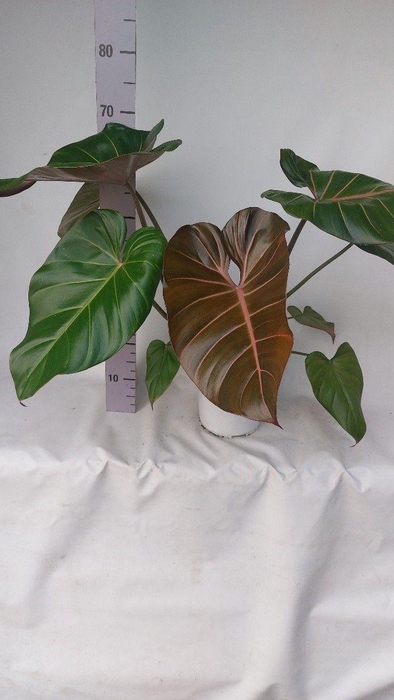 <h4>Philo Summer glory21</h4>